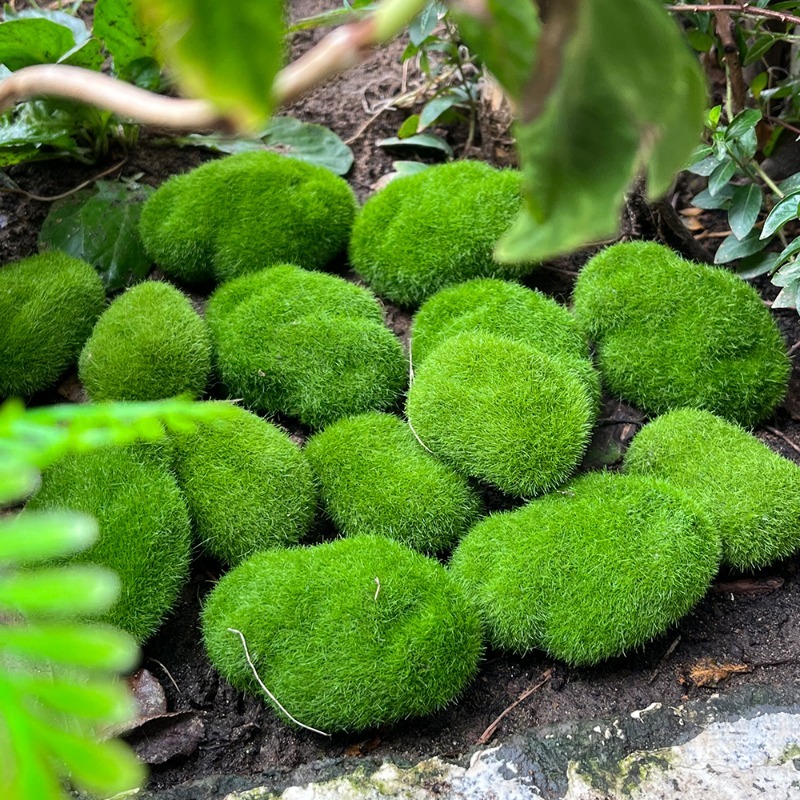 5/30 шт. Искусственные камни-м – обзор и цена Terrarium Moss Art