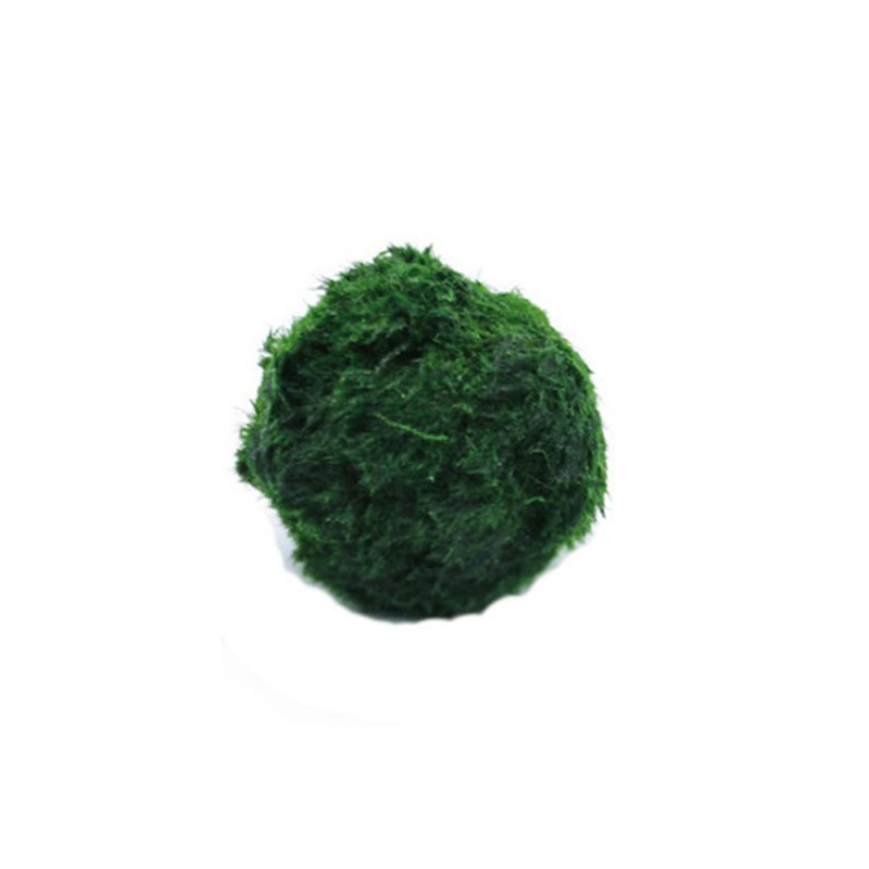 Шарики из мха Marimo, живое ак – обзор и цена Terrarium Moss Art