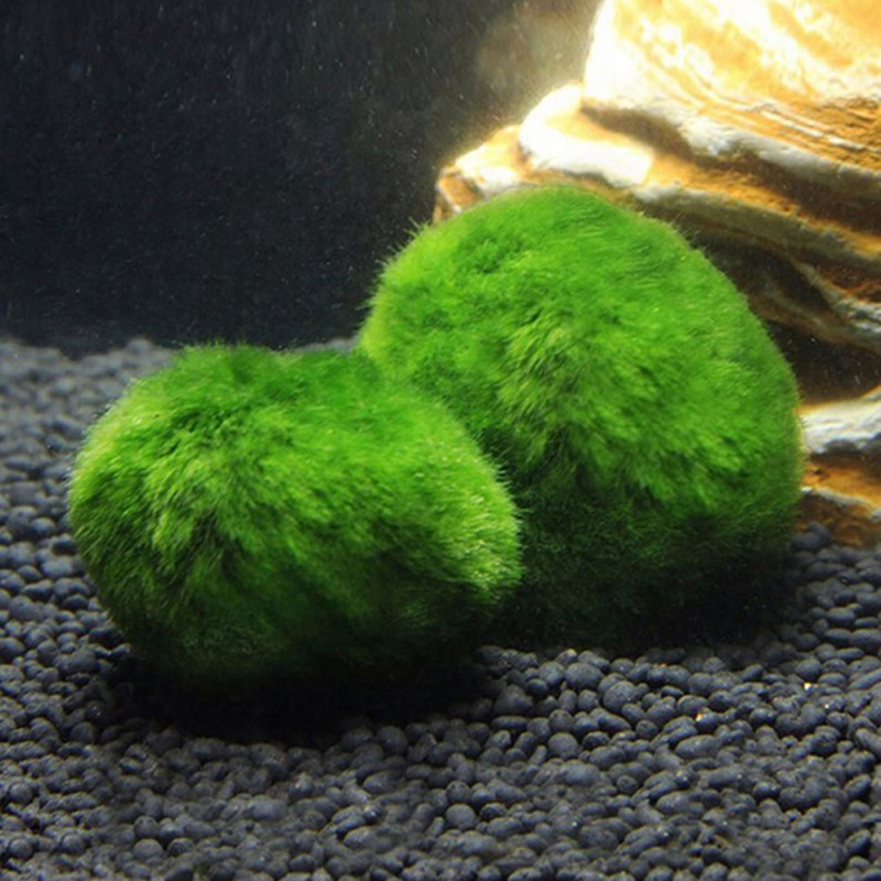 Шарики из мха Marimo, живое ак – обзор и цена Terrarium Moss Art